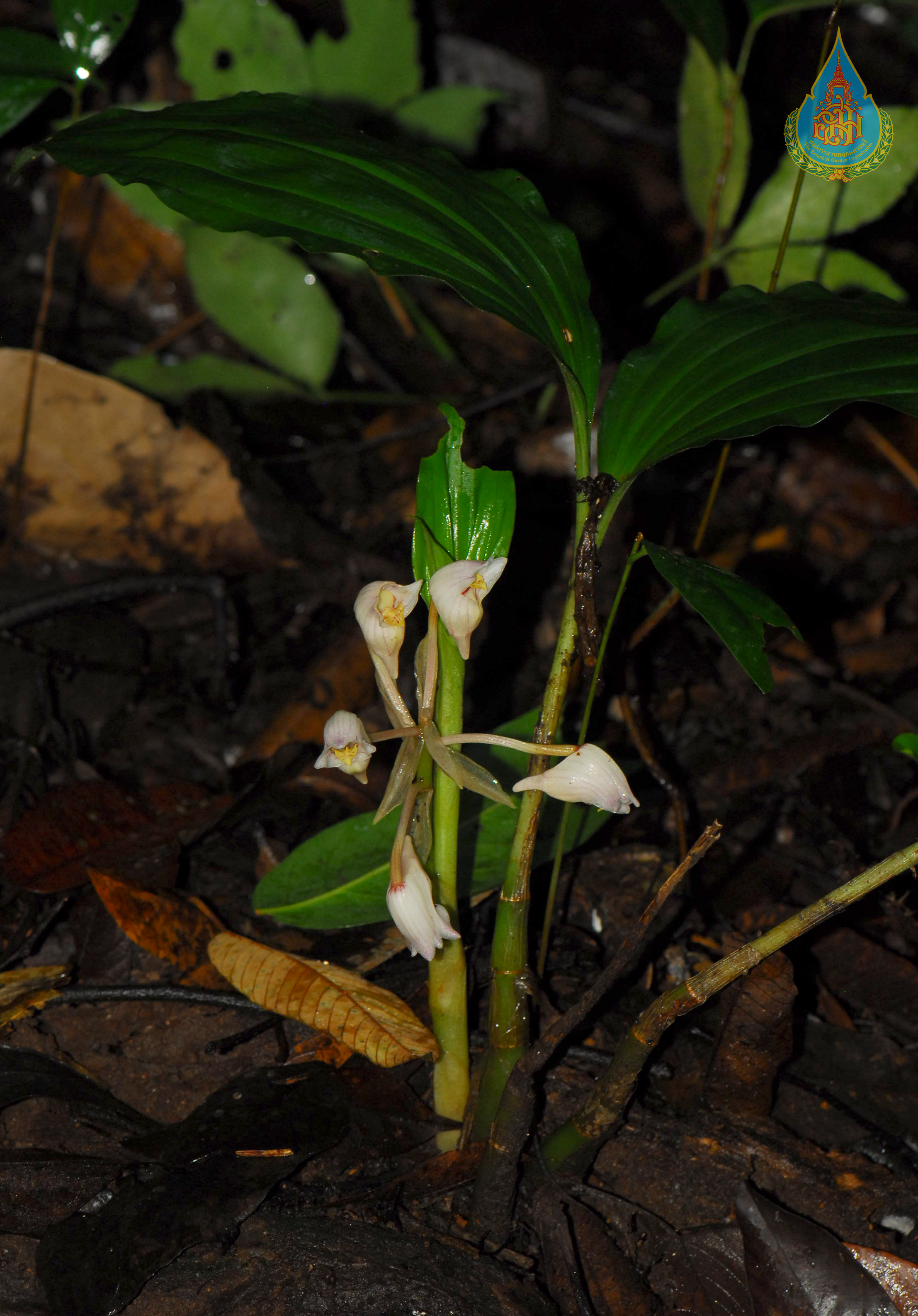 เหยือกน้ำน้อย Acanthophippium striatum Lindl.<br/>ORCHIDACEAE